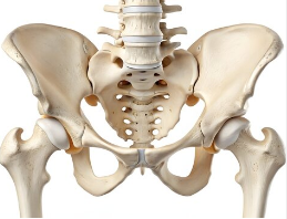 What composes the hip joint?