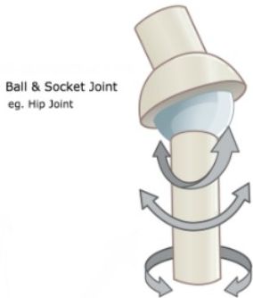 Diagram of a ball-and-socket joint with movement arrows