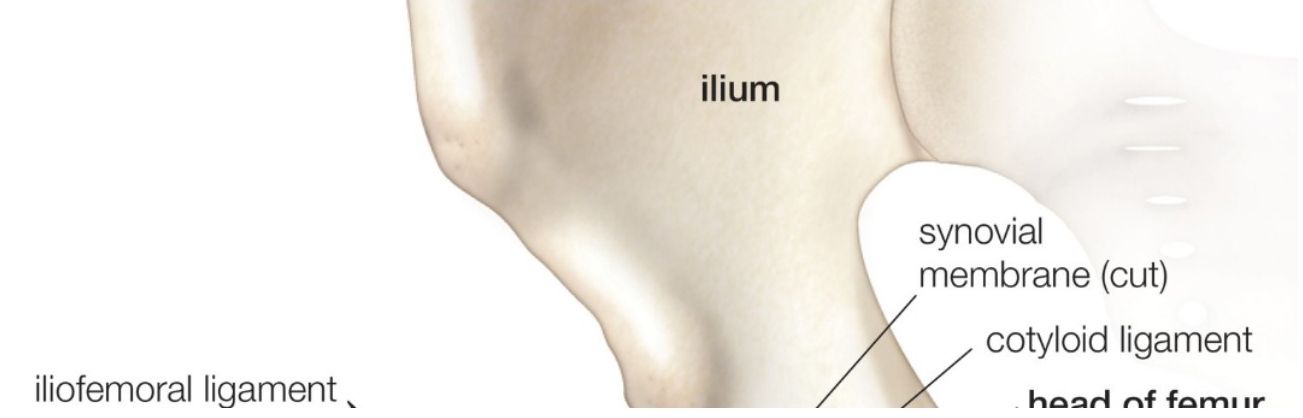 Close-up anatomical view of the hip joint showing iliofemoral and pubofemoral ligaments