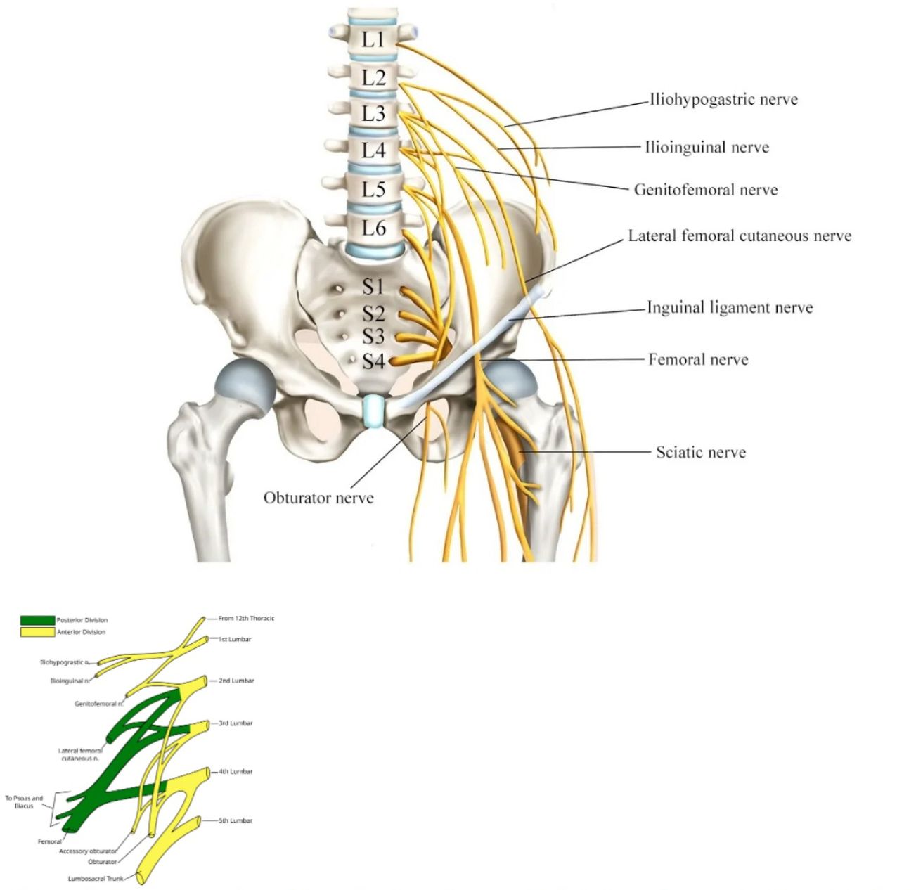 Anatomical diagram of the lumbar plexus showing nerve origins from L1–S4 vertebrae