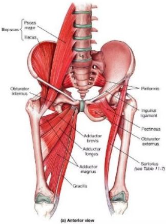 Anterior view of the hip and pelvic muscles