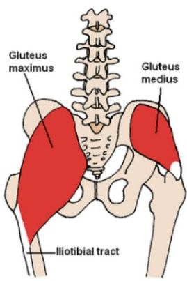 Posterior view of the hip and pelvic muscles