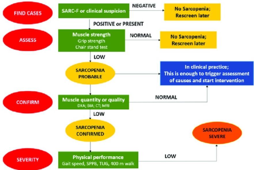 EWGSOP2 sarcopenia diagnostic flowchart
