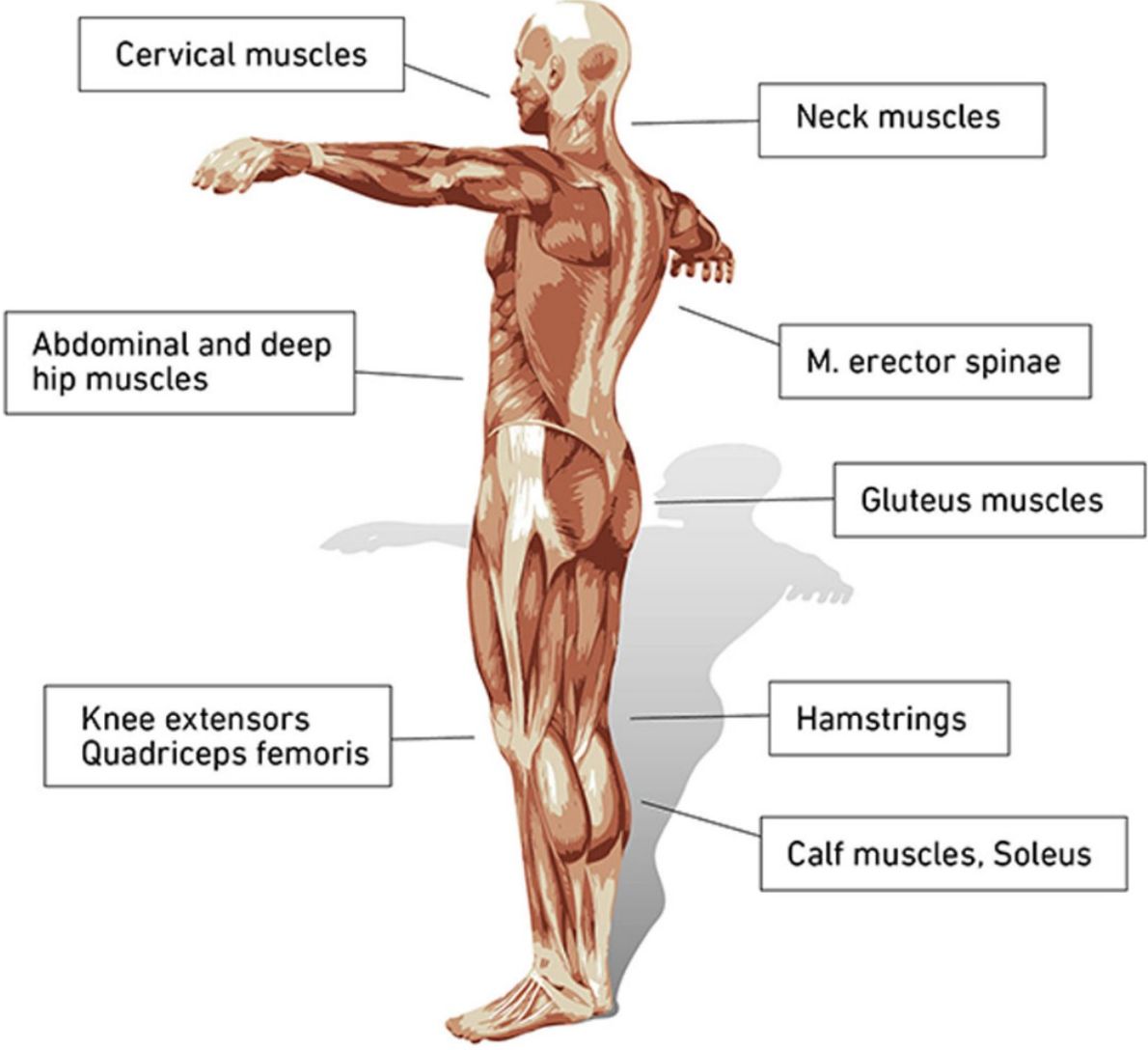 Anti-gravity muscles labeled on a human body diagram